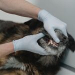 dog dental care at home