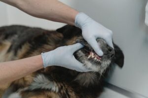 Dog Dental Care at Home: A Complete Guide