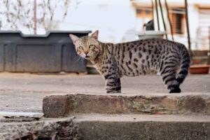 12 Rarest Cat Breeds in the World