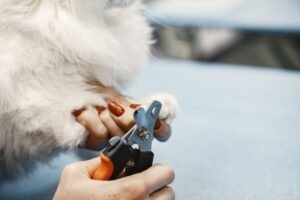 DIY Dog Nail Trimming: A Step-by-Step Guide