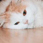 how to tell if a cat is in pain