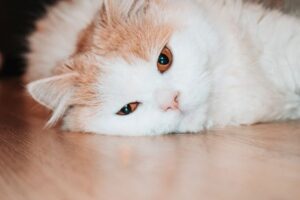 How to Tell If a Cat Is in Pain: 9 Subtle Signs