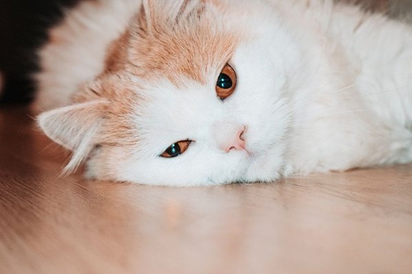 how to tell if a cat is in pain