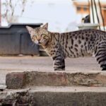 rarest cat breeds in the world