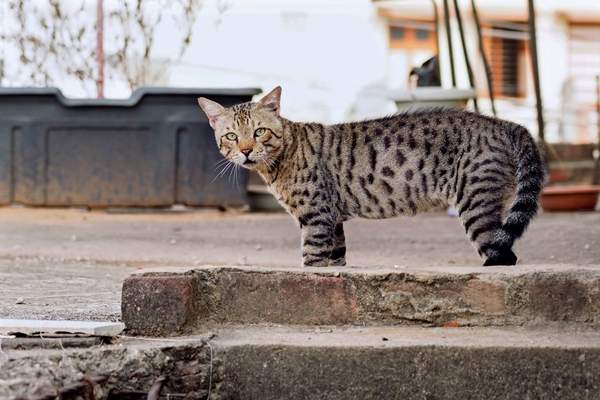 rarest cat breeds in the world