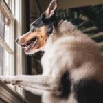 separation anxiety in dogs signs and treatment