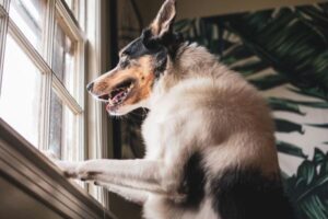 Separation Anxiety in Dogs: Signs, Causes, Treatment