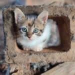 when to spay or neuter a kitten