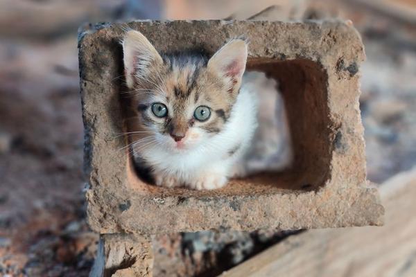 when to spay or neuter a kitten