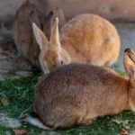 best rabbit breeds for beginners