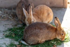 8 Best Rabbit Breeds for First-Time Owners