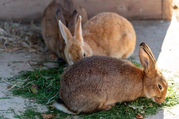 best rabbit breeds for beginners