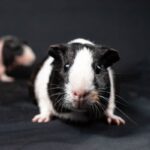signs of a happy guinea pig