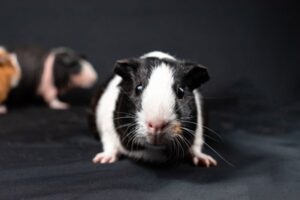 10 Signs of a Happy, Content Guinea Pig