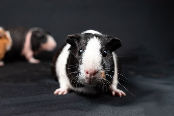 signs of a happy guinea pig