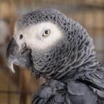 african grey parrot care