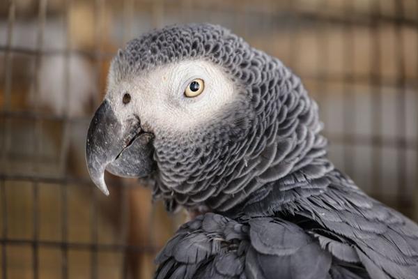 african grey parrot care