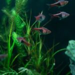 aquarium water change schedule