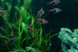 Aquarium Water Change Schedule: How Often and How Much