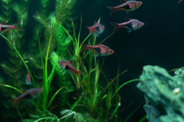 aquarium water change schedule
