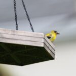 bird feeder placement