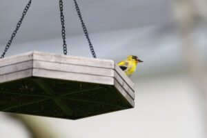 Bird Feeder Placement: Where to Put Feeders for Better Viewing