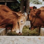 cattle feeding guide