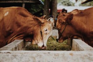 Cattle Feeding Guide: Forage, Supplements, and Ration Basics