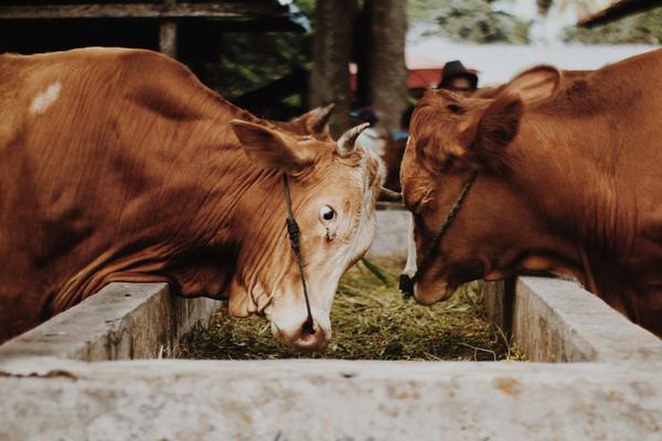 cattle feeding guide
