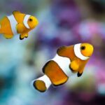 clownfish care guide
