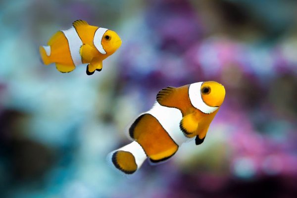 clownfish care guide
