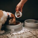 foods dogs can and cannot eat