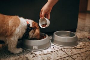 Foods Dogs Can and Cannot Eat: A Safety Guide