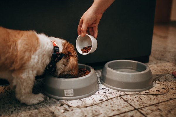 foods dogs can and cannot eat