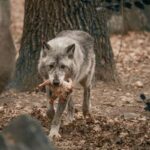gray wolf pack behavior