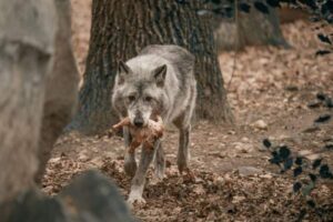 Gray Wolf Pack Behavior: Roles, Communication, and Hunting