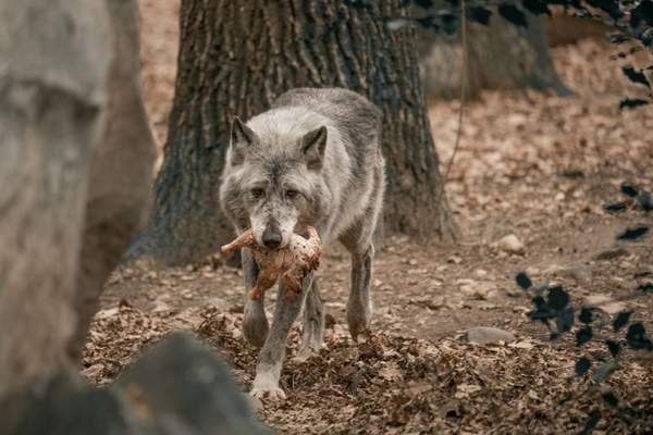 gray wolf pack behavior