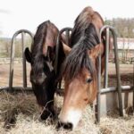 horse feeding guide