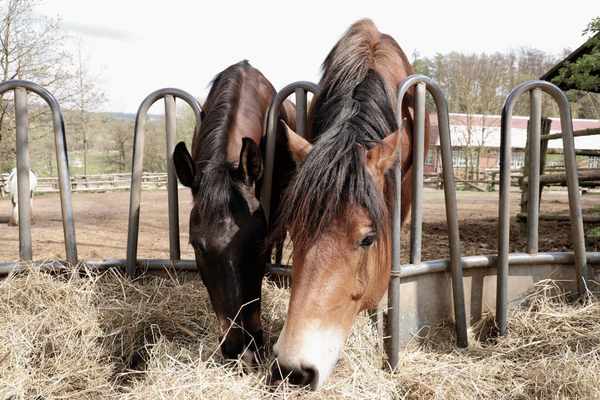 horse feeding guide
