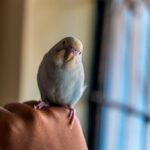 how to tame a budgie