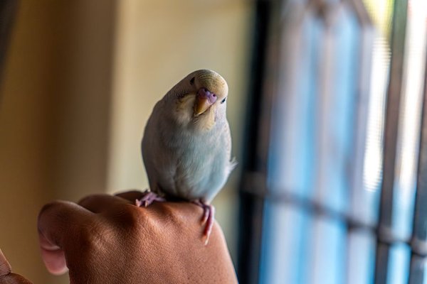 how to tame a budgie