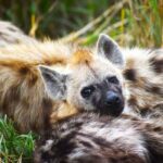 hyena social behavior