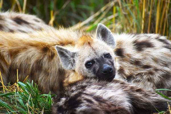 hyena social behavior