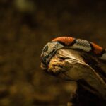 milk snake care
