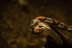 Milk Snake Care: Habitat, Feeding, Heating, and Handling