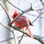 northern cardinal identification