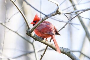 Northern Cardinal Identification: Male, Female, and Juvenile Clues