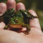 pacman frog care