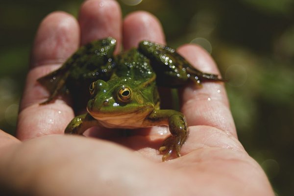 pacman frog care