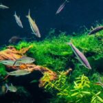 peaceful community fish